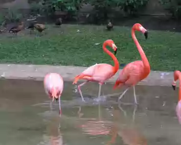 p3160384 Greater flamingos