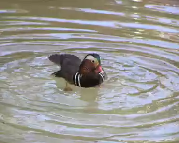 p3160386 Mandarin duck