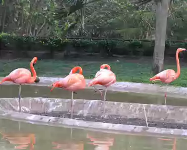 p3160388 Greater flamingos