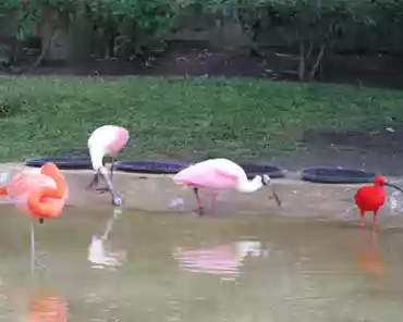 p3160389 Greater flamingo, 2 rosente spoonbills, scarlet ibis