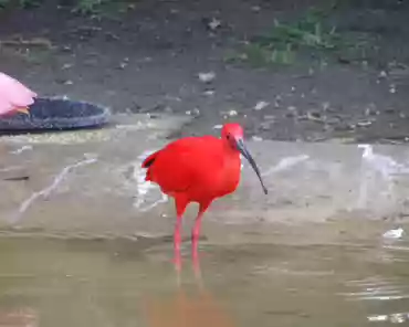 p3160390 Scarlet ibis