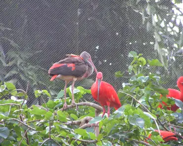 p3160393 Scarlet ibis