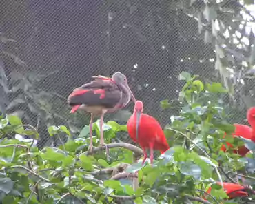 p3160393 Scarlet ibis