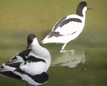 p3160405 Pied avocet