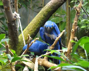 016 Hyacinth macaw