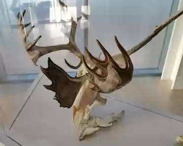 IMG_20191212_141417 Peter Morgan, The world of the caribou, caribou antler, horn, plastic and black ink, 1988.