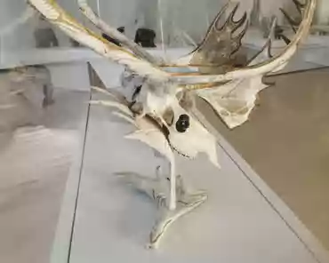 IMG_20191212_141430 Peter Morgan, The world of the caribou, caribou antler, horn, plastic and black ink, 1988.