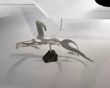 IMG_20191212_142049 Ross Kayotak, Two Sednas, goddesses of the sea, and fishes, caribou antler and serpentinite, 2001.