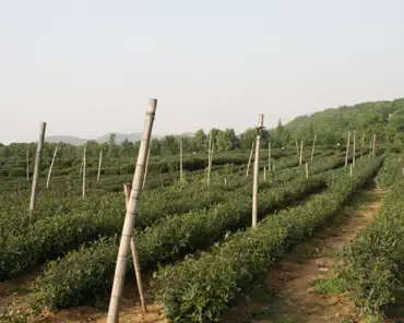 09 Tea plantations near the village of Longjing, next to Hangzhou.