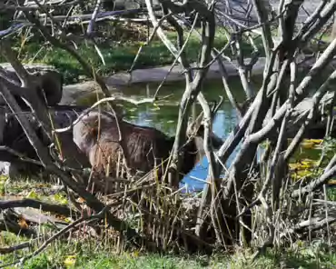 IMG_20211031_121610 Chamois.