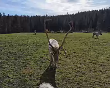 IMG_20211031_122115 Reindeer.