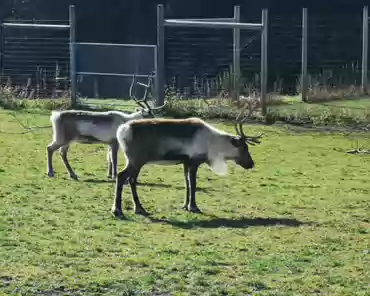 IMG_20211031_122144 Reindeer.