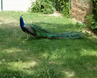126 Peacock.