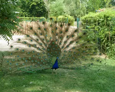 131 Peacock.