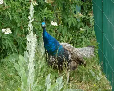 138 Peacock.