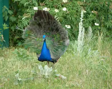 140 Peacock.