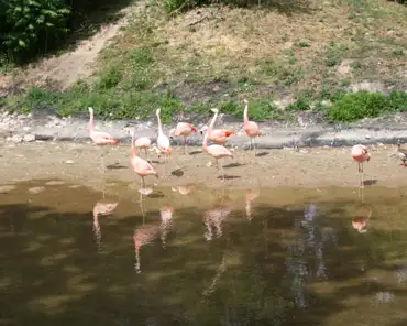 152 Pink flamingos.