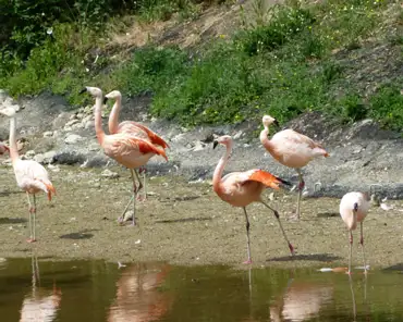 154 Pink flamingos.