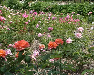 172 Rose garden.