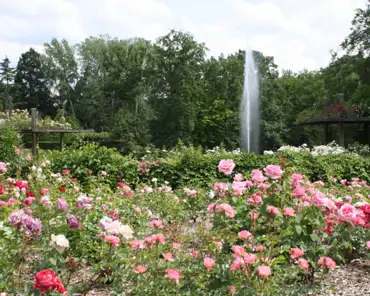 173 Rose garden.