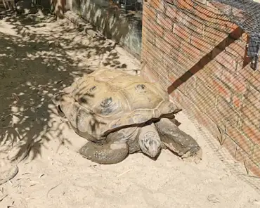 IMG_20220717_105729 Aldabra giant tortoise.