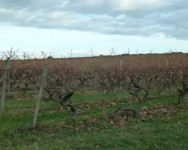 P1290785 Cognac vineyards.