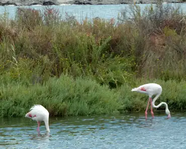 P1200266 Pink flamingoes.