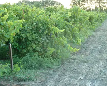 P1200516 Vineyards growing on a sandy soil.