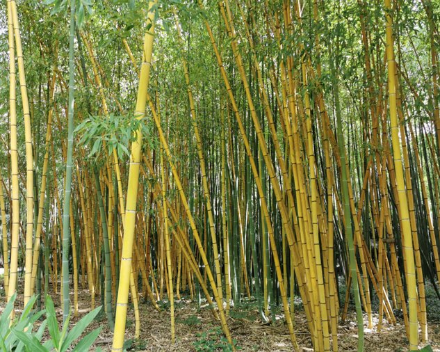 Bambouseraie