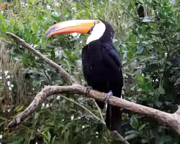 IMG_1191 Toucan.