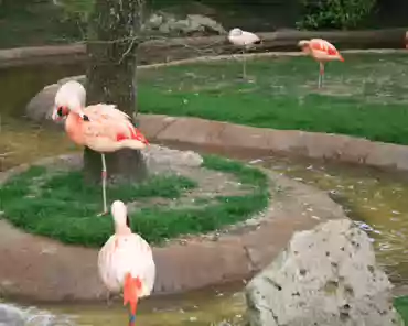 IMG_1203 Pink flamingoes.