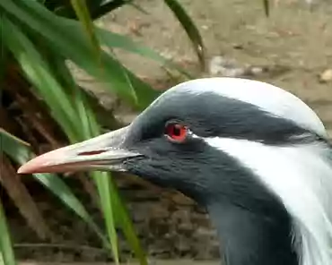 P1250149 Demoiselle crane.