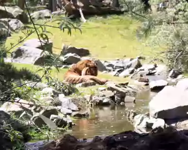 IMG_1130 Sumatra tiger.