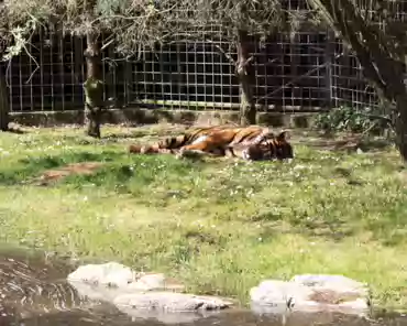 IMG_1131 Sumatra tiger.