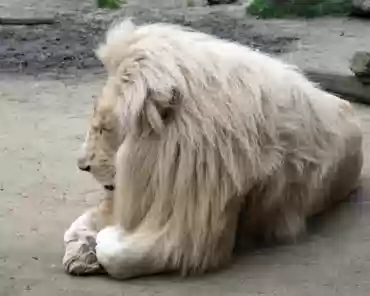 IMG_1185 White lion.