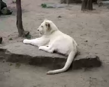 IMG_1186 White lions. The lion cubs are 6 months old.