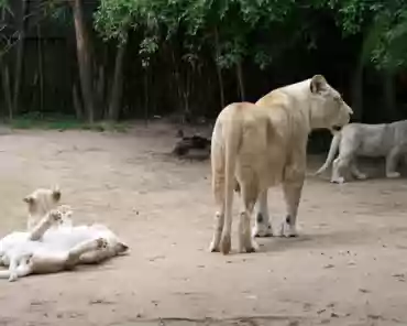 IMG_1190 White lions. The lion cubs are 6 months old.