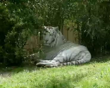 P1250190 White tiger.