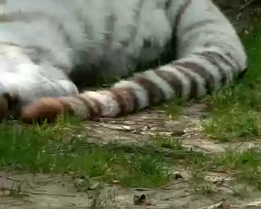 P1250191 White tiger.