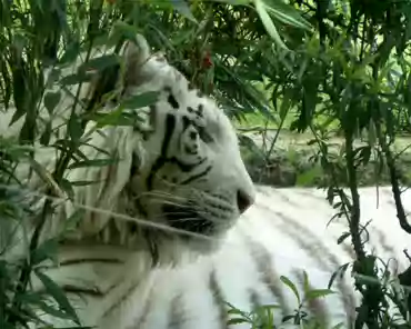 P1250198 White tiger.