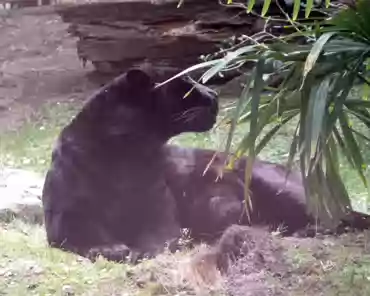 P1250303 Black panther.