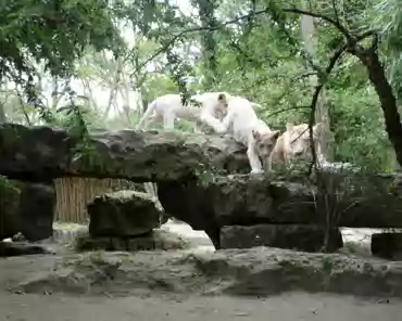 P1250342 White lions. The lion cubs are 6 months old.