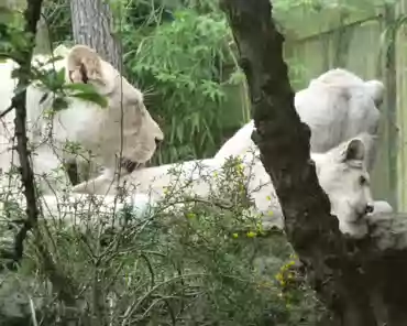 P1250358 White lions. The lion cubs are 6 months old.