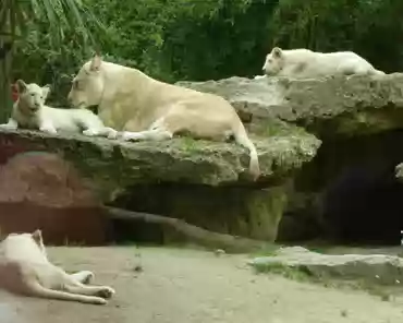 P1250369 White lions. The lion cubs are 6 months old.