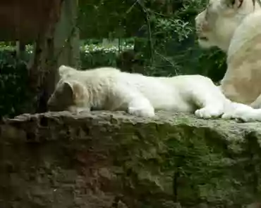 P1250373 White lions. The lion cubs are 6 months old.