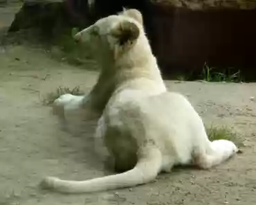 P1250375 White lions. The lion cubs are 6 months old.