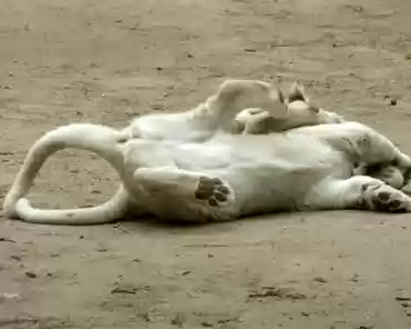 P1250380 White lions. The lion cubs are 6 months old.