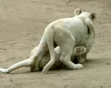 P1250382 White lions. The lion cubs are 6 months old.