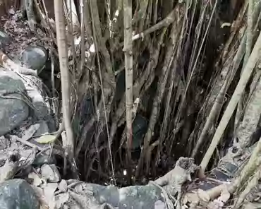 20201017-210539 The banyan tree is 600 years old, meaning the well is older. First inhabitants came to the Marquesas islands around 1000 years ago.