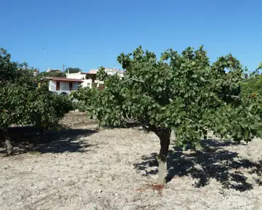 P1080303 Aegina is covered with pistachio trees.